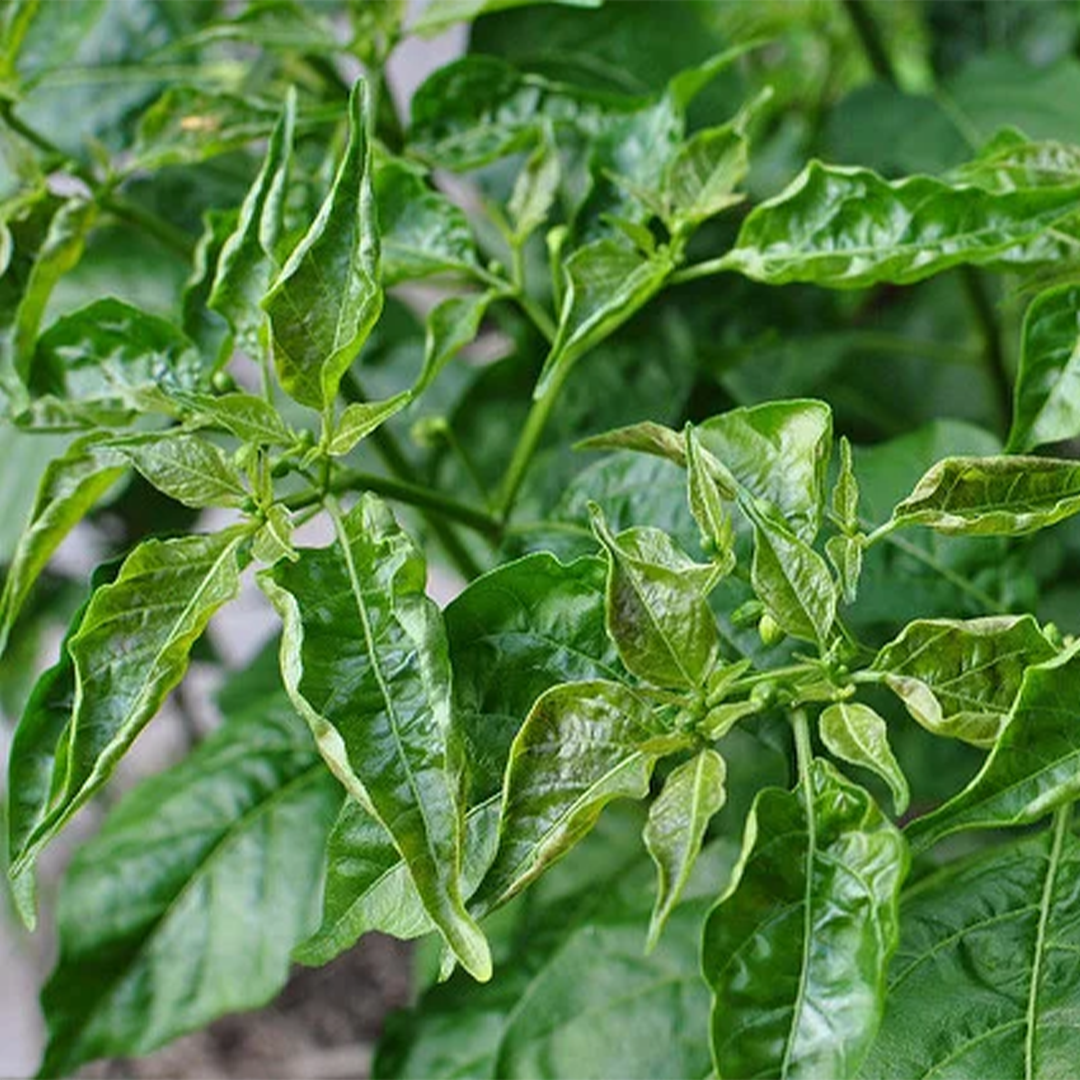 Xoăn lá – khảm lá